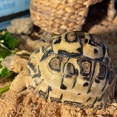 ヒョウモンリクガメ - 江東区