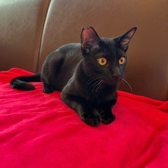 つやつやな光沢の黒猫くん✨✨