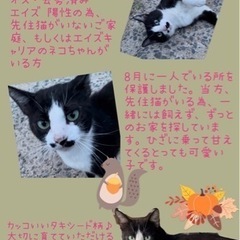 ☆里親さん決定☆タキシード　ハチワレくん　約1歳　賢い　素敵　可愛い