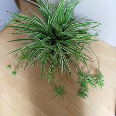 オリヅルラン　鉢植え　オリズルランの画像