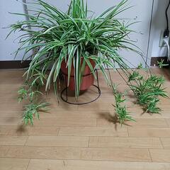 オリヅルラン　鉢植え　オリズルラン