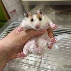カラーハムスター①　受付中止