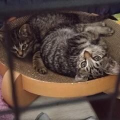 候補者様とお話し中　タレ目美人♀ごまちゃん - 夕張郡