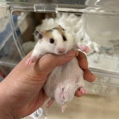 カラーハムスター② 受付中止