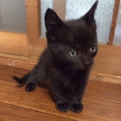 8月30日産まれ里親募集(黒猫) - 里親募集