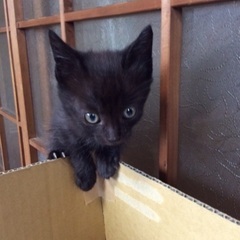 8月30日産まれ里親募集(黒猫) − 滋賀県