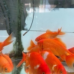 【金魚】国産　和金　9cm　以上の画像