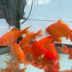 【金魚】国産　和金　9cm　以上の画像