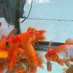 【金魚】国産　和金　9cm　以上の画像