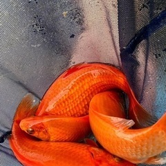 【金魚】国産　和金　9cm　以上の画像
