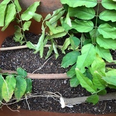 ＊決定＊ ★ 大岡山 ★ 無料 ★ フジ ★ ②発根つる枝★の画像