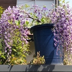 ＊決定＊ ★ 大岡山 ★ 無料 ★ フジ ★ ②発根つる枝★の画像