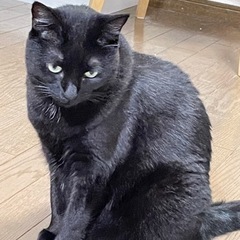 臆病な黒猫です。