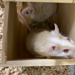 ヤワゲネズミ(ペア)