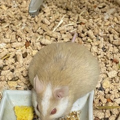 HIRO 　ヤワゲネズミMIX ヤワゲネズミ(ペア) (ミズキチ) 折尾のその他の里親募集｜ジモティー