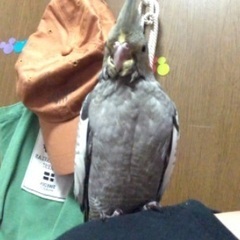 オカメインコを探しています