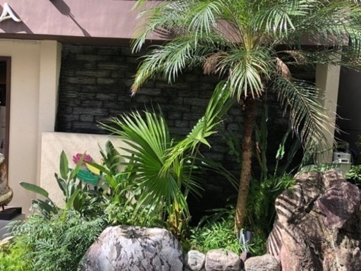 ヤシの木　ソテツ