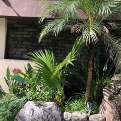 ヤシの木 ソテツ