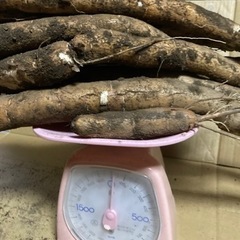 自家製無農薬 キャッサバ 黄色 甘味種 手掘り 1kgの画像
