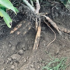 自家製無農薬 キャッサバ 黄色 甘味種 手掘り 1kgの画像