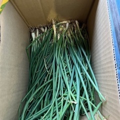 玉ねぎ苗🌱