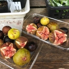 沖縄県産イチジク販売 - フリーマーケット
