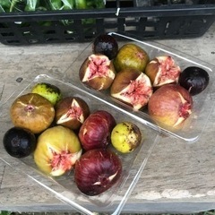 沖縄県産イチジク販売 - 糸満市