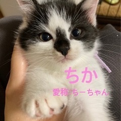 子猫だらけの里親会参加します　ミヌエットmix