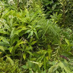 除草剤を散布します