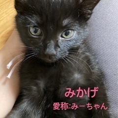 珍しいミヌエットmix7匹きょうだい