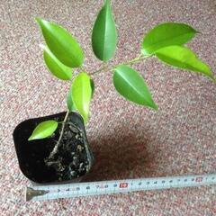 観葉植物のベンジャミンの苗と白い鉢セット