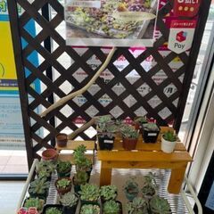 多肉植物 アウトレット