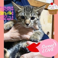 控えめなかわいさ🐱ひいらぎちゃん♀3ヶ月