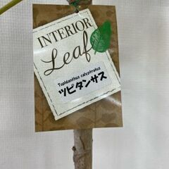 観葉植物　ツピタンサスの画像