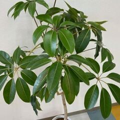 観葉植物　ツピタンサスの画像
