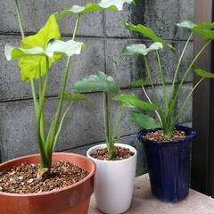 グリーンが美しいクワズイモ