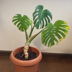 決まりました！観葉植物　モンステラ