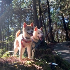 犬友募集　ペットと泊まれる宿温泉など