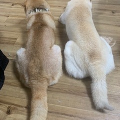 犬友募集　ペットと泊まれる宿温泉など − 東京都