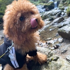 犬友募集〜♥️