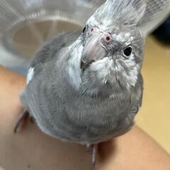 大事なオカメインコ探しています