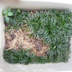 玉竜　タマリュウ
