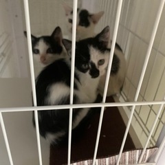 生後１か月半ぐらい