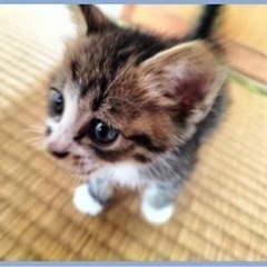 子猫　誰にでも人なつっこいです！（メス）宮古島