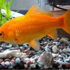 金魚