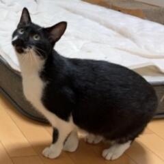 人なれ👌避妊手術済み 白黒ちゃん