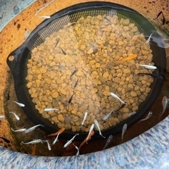 🐟睡蓮鉢3🐟の画像