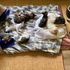 子猫８匹の里親募集中です