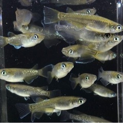 めだか【現物】20匹　マリアージュロングフィン✖️（エメラルドフィン✖️月華）F3の画像