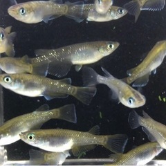 めだか【現物】20匹　マリアージュロングフィン✖️（エメラルドフィン✖️月華）F3の画像